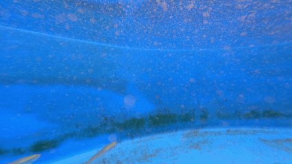 Atlantic silversides (Menidia menidia)